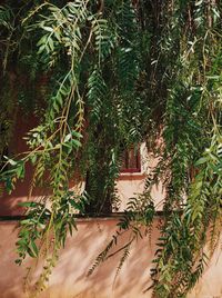 High angle view of trees and plants against building