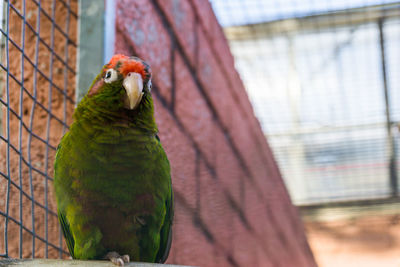 Close-up of parrot in cage