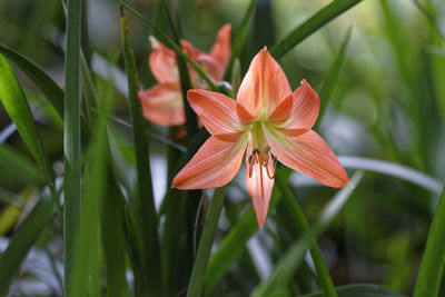 Close-up of red flowering plant