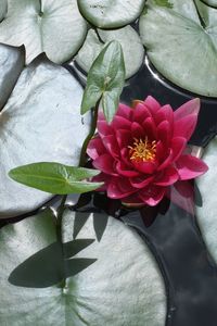 Close-up of lotus water lily