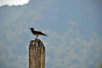 Bird perching on wooden post