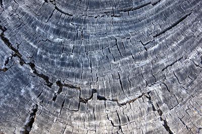 Full frame shot of tree ring