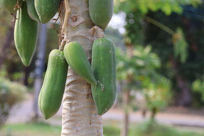 Close-up of plant