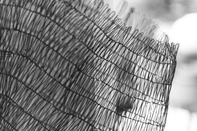 Close-up of leaf
