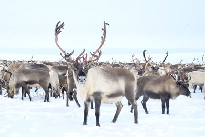 Horses in a snow