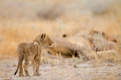 Lion standing in a field