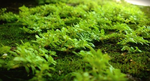 Close-up of green leaves