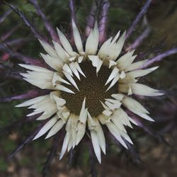 Close-up of white flowers