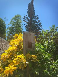 Plants growing on tree against clear blue sky