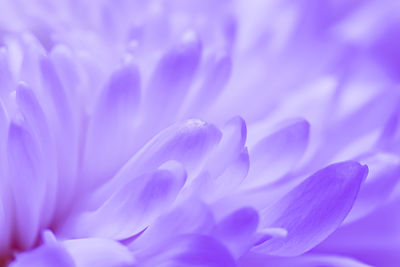 Close-up of purple flower