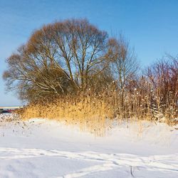 Bare trees on snow covered field against sky