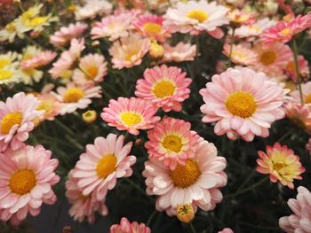 High angle view of pink flowering plants