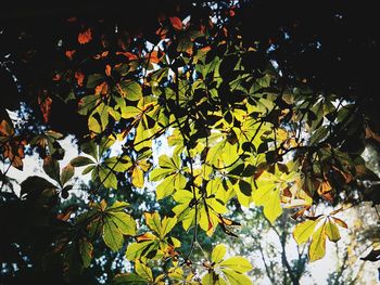 Low angle view of tree against sky at night