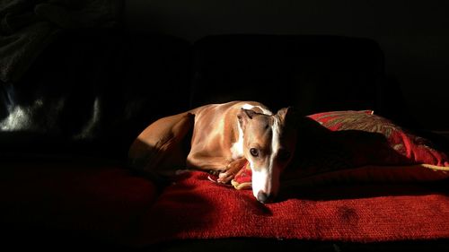 Close-up of italian greyhound relaxing on sofa