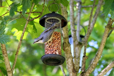 Close-up of bird perching on tree