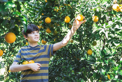 The boy reaches for a branch with bright oranges.