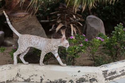 Side view of a cat