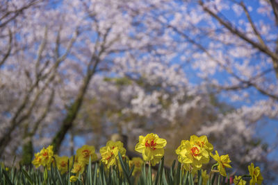 Close-up of yellow flowers on branch