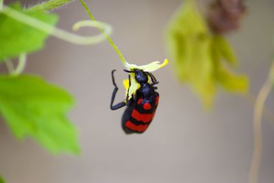 Close-up of insect on plant