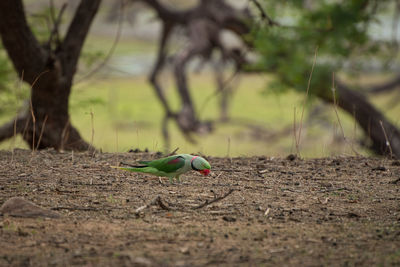 View of a parrot in national park