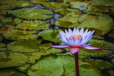 Close-up of lotus water lily in pond