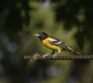 Baltimore oriole perching bird closeup