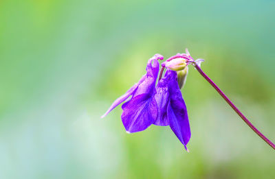 Close-up of wilted purple flowering plant