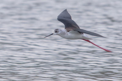 Close-up of bird flying over lake