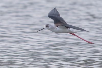 Close-up of bird flying over sea