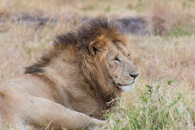 Lion relaxing on field