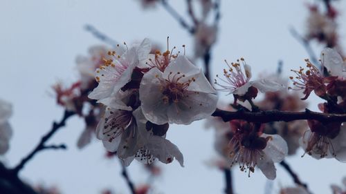 Close-up of cherry blossoms in spring