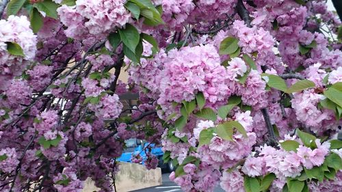 Close-up of pink flowers