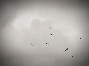 Low angle view of birds flying in sky