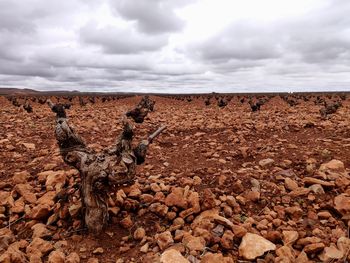 Scenic view of rocks on field against sky