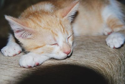 Close-up of cat sleeping