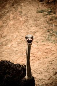 Close-up of ostrich standing against field