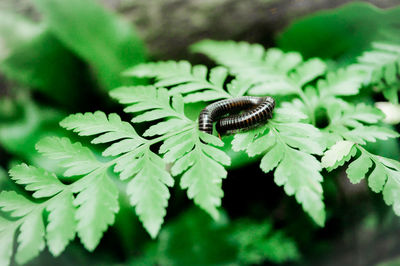 Close-up of insect on leaf