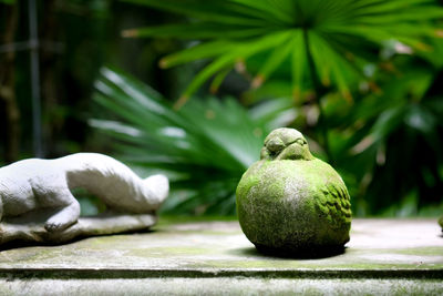 Close-up of fruits on table