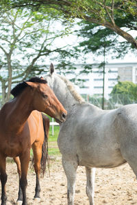 Horses standing on field