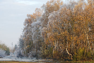 View of trees in forest during winter