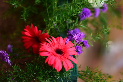 Close-up of purple flowering plants