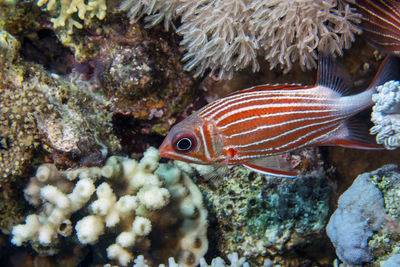 A crowned squirrelfish - sargocentron diadema - in the red sea, egypt