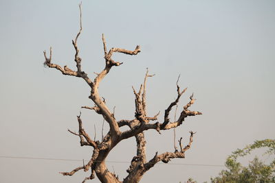 Low angle view of bare tree against clear sky