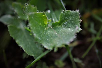 leaf