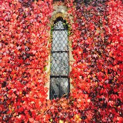 Ivy growing on a wall