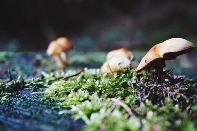 Close-up of mushrooms on grass