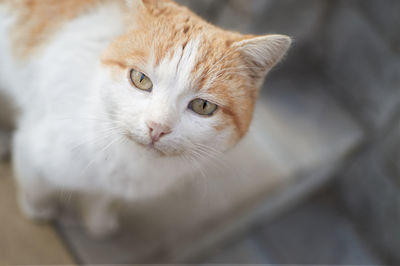 Adorable domestic cat looking up