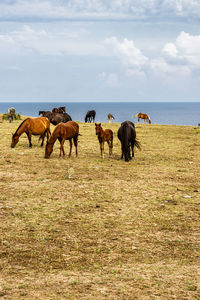 Horses on a field at cape emine