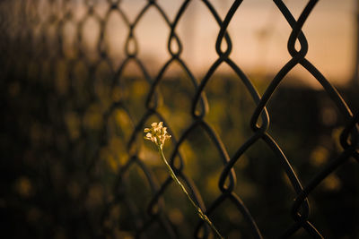 Close-up of flower against chainlink fence