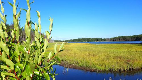 Scenic view of agricultural field against clear blue sky